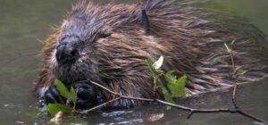 On-Line Workshop on Beavers as Mother Nature's Environmental Engineers